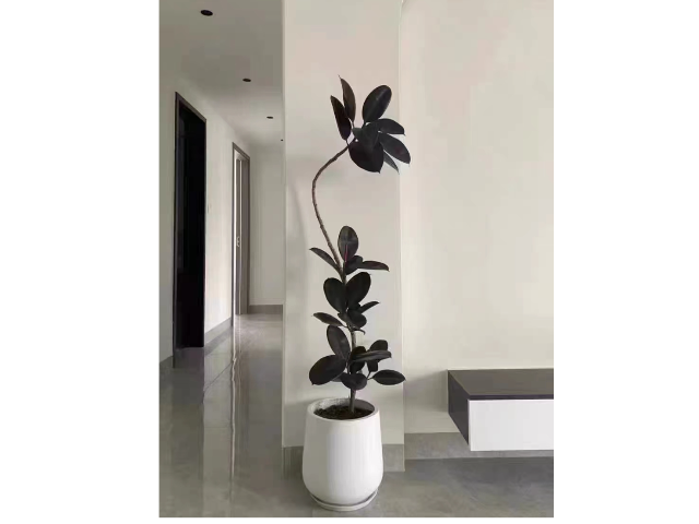 售后户外绿化养护,室外绿化养护