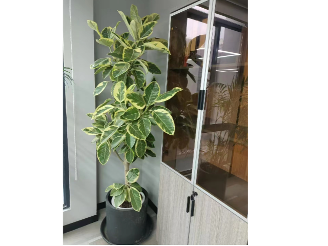 長寧區工業園區戶外綠化養護方法 和諧共贏 上海慧楓園藝景觀設計供應;