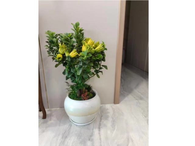 上海短期綠植租賃哪家公司好 和諧共贏 上海慧楓園藝景觀設計供應