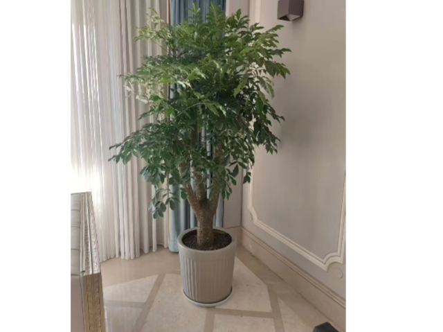 徐汇区病虫害防治室外绿化养护收费,室外绿化养护