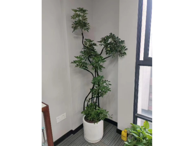 松江區經濟型綠植出租服務 貼心服務 上海慧楓園藝景觀設計供應