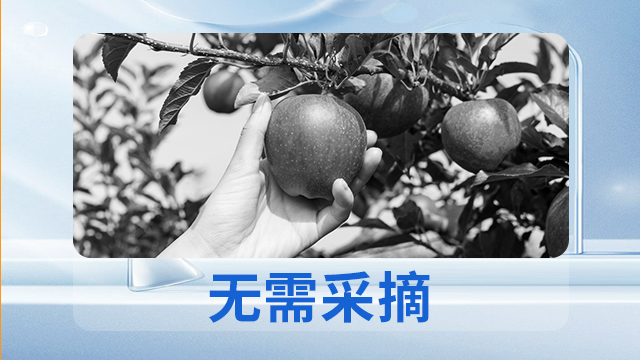 河北靠譜的無損檢測糖度設備廠家供應,無損檢測