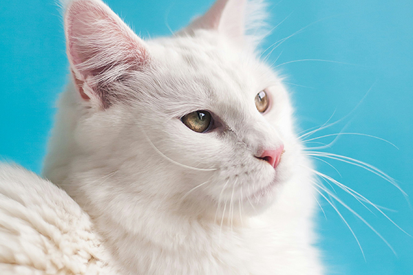 貓咪絕育后的日常護(hù)理