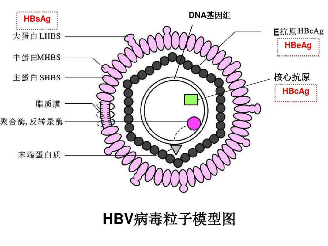 免水洗抗菌凝露推薦華天科技天信牌