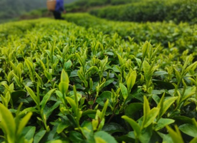 湖北零担批量工业级磷酸二氢钾招商,工业级磷酸二氢钾
