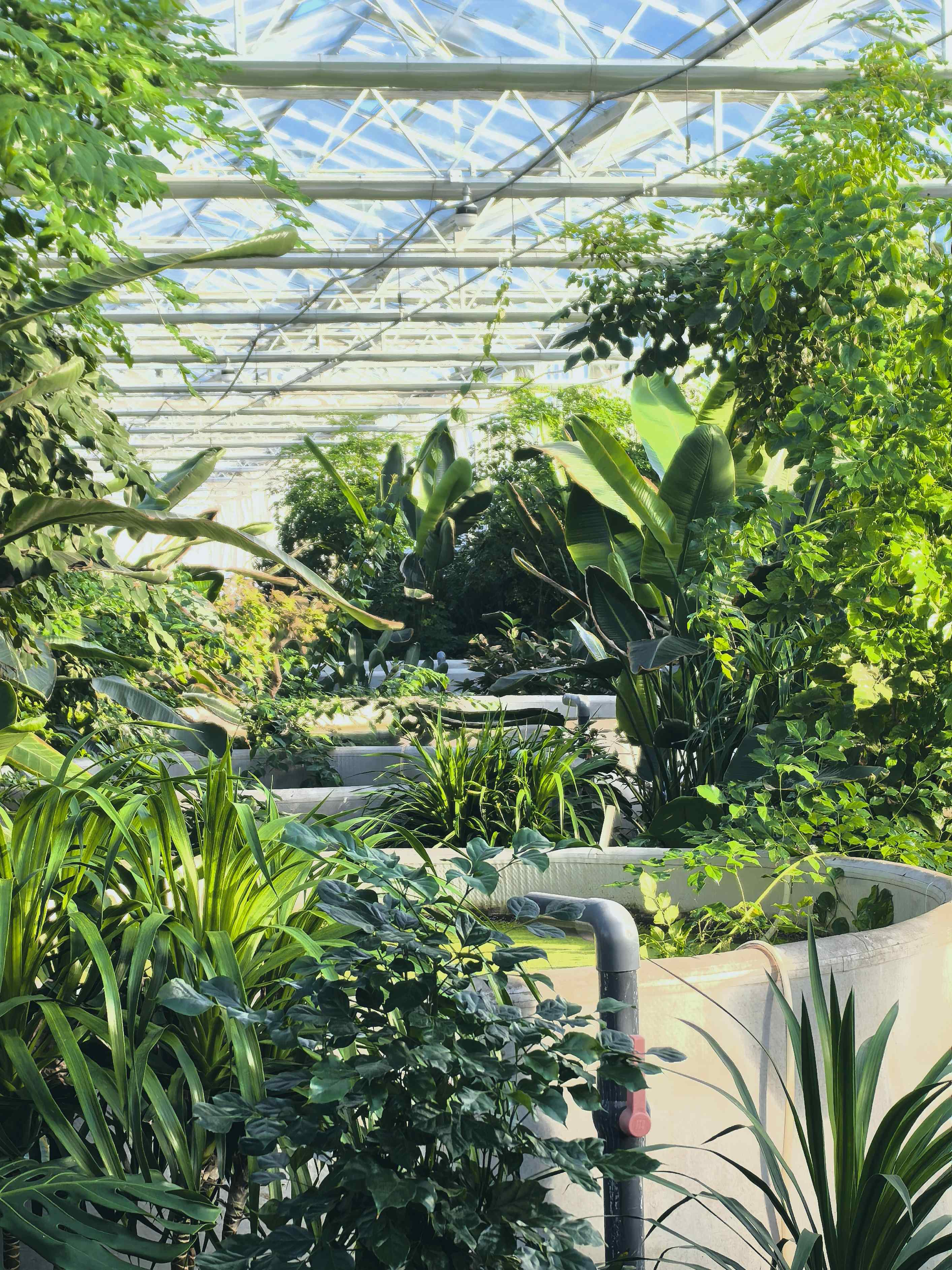 有哪些適合新手養(yǎng)護的綠植？