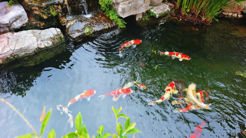 重慶數(shù)字化轉(zhuǎn)鼓過(guò)濾器故障小 嵊州市錦森凈水科技供應(yīng)