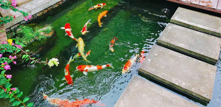 湖北魚(yú)池轉(zhuǎn)鼓過(guò)濾器生產(chǎn) 嵊州市錦森凈水科技供應(yīng)