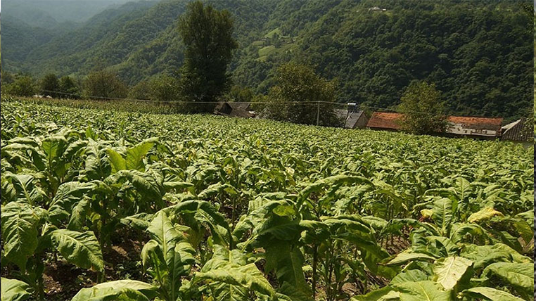 中衛(wèi)生物礦物質(zhì)有機(jī)肥市場報價
