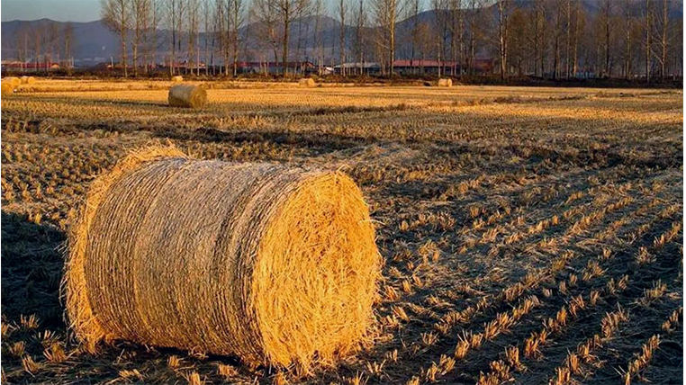 大武口復合礦物質有機肥怎么樣 寧夏攀寶沸石生物科技供應