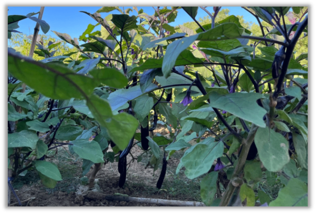 銀川生物水溶肥廠家直銷 寧夏攀寶沸石生物科技供應(yīng)