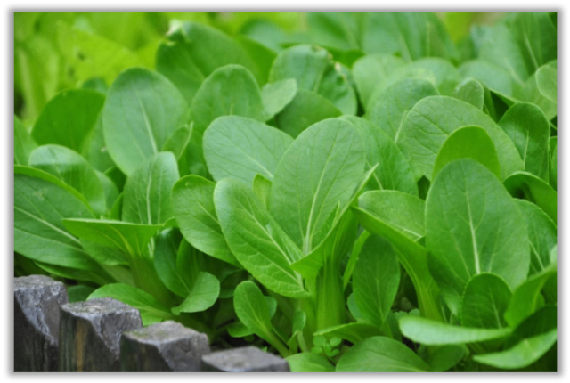 惠農(nóng)生物水溶肥
