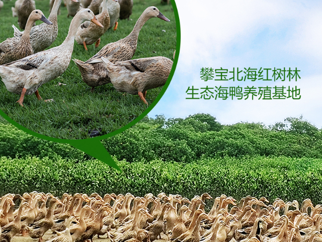 寧夏補充和催化飼料的營養(yǎng)攀寶沸石大地之力營養(yǎng)素批發(fā)價格 寧夏攀寶沸石生物科技供應