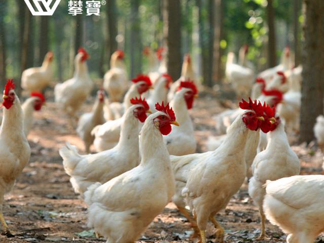 提高免疫力攀寶沸石大地之力營養(yǎng)素哪家好,攀寶沸石大地之力營養(yǎng)素