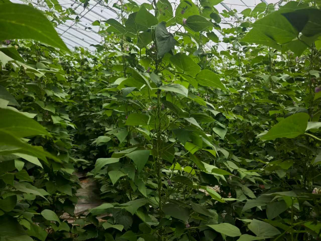 寧夏營(yíng)養(yǎng)素343生物酶廠家直銷(xiāo),343生物酶