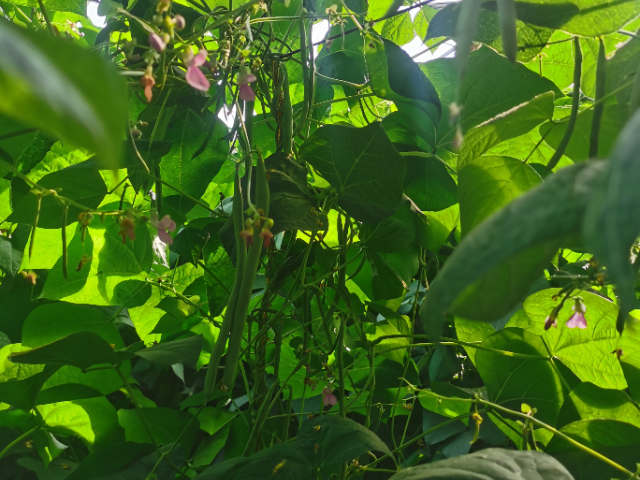寧夏降低飼養(yǎng)成本343生物酶廠家 寧夏攀寶沸石生物科技供應(yīng)