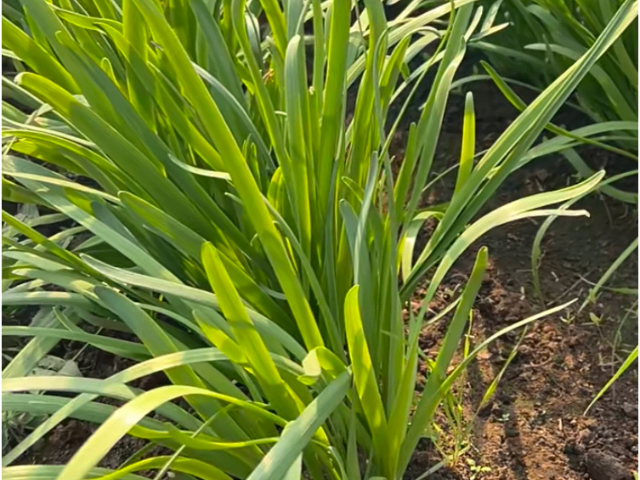 銀川生物防蟲(chóng)菌劑哪家好 寧夏攀寶沸石生物科技供應(yīng)