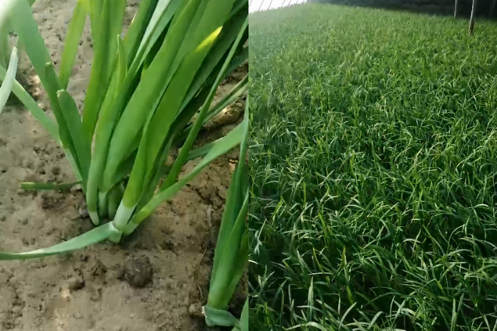 銀川植物生物防蟲菌劑批發(fā)價格 寧夏攀寶沸石生物科技供應(yīng)