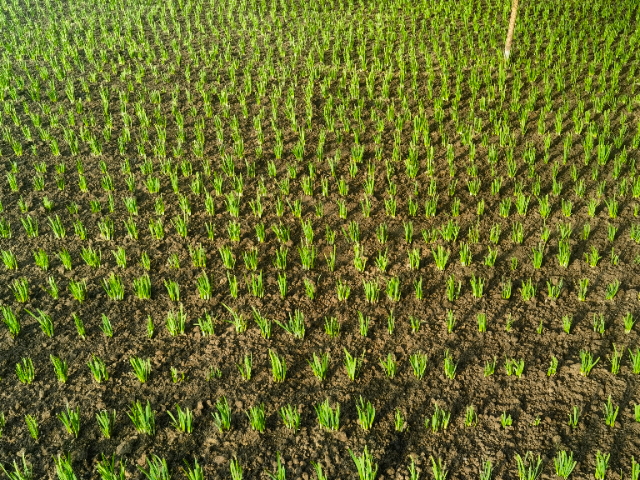 銀川植物生物防蟲菌劑廠家供應(yīng) 寧夏攀寶沸石生物科技供應(yīng)