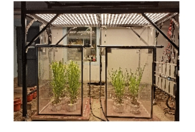 崇明區(qū)植物冠層光合氣體交換測量系統(tǒng)一體化