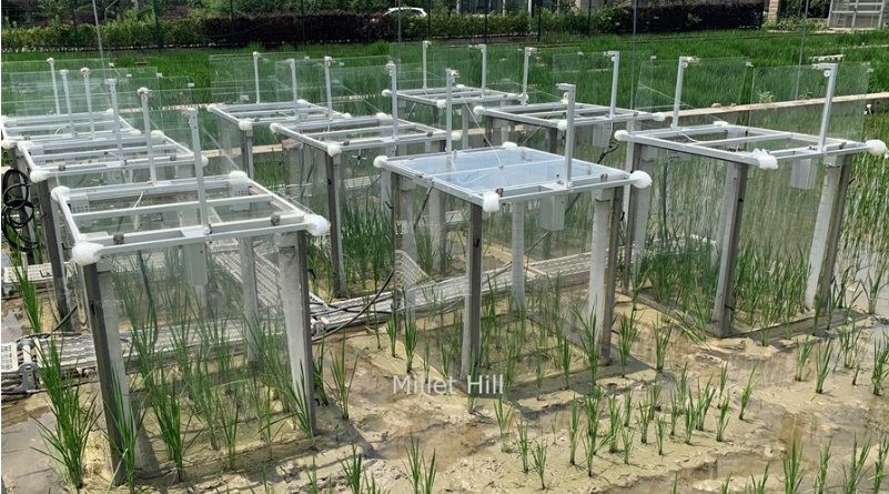 寶山區(qū)推廣植物冠層光合氣體交換測(cè)量系統(tǒng)