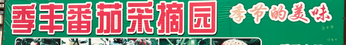 季豐番茄采摘園