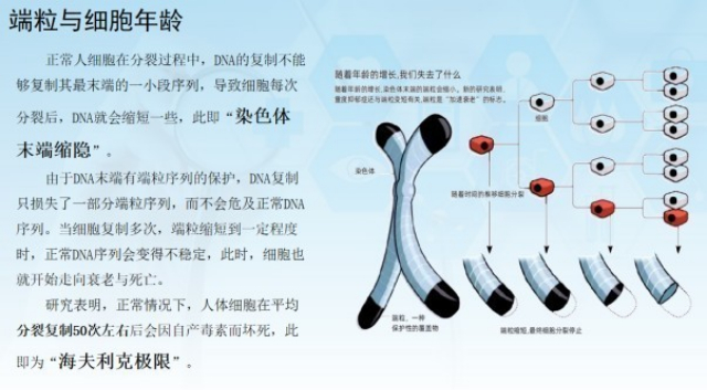 内蒙古早衰筛查端粒长度检测收费标准,端粒长度检测