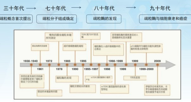 吉林高精度端粒长度检测,端粒长度检测