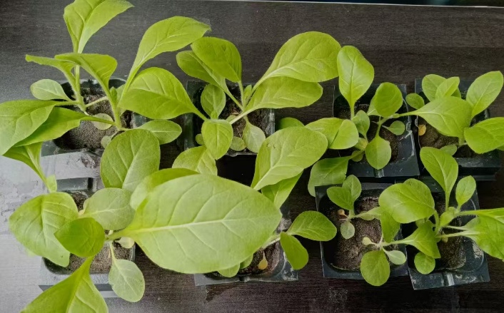 花葉病毒病的檢測,花葉病毒