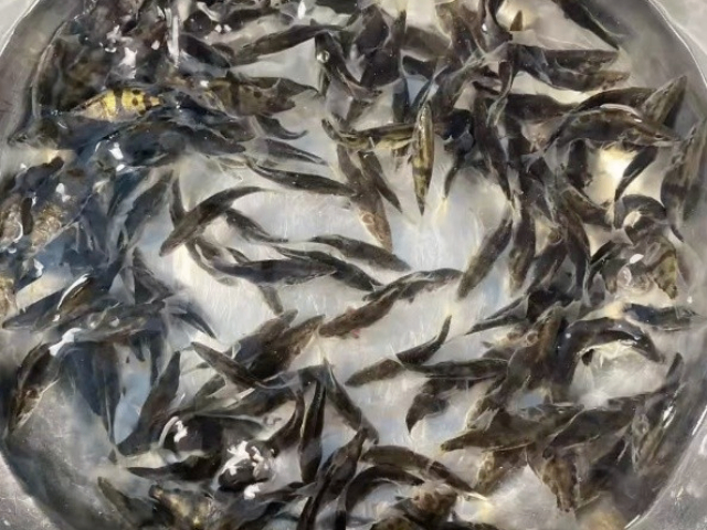 水樣檢測(cè)虹彩病毒,魚苗蝦苗