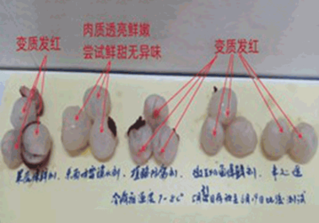 梅子保鮮海綿