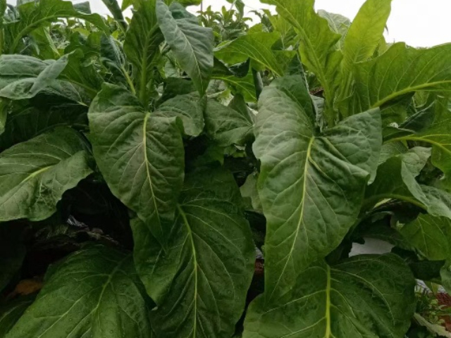 煙葉花葉病毒圖,花葉病毒