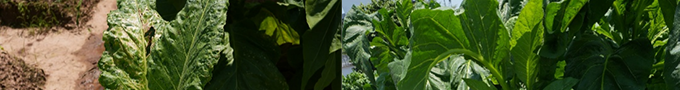 植物營養(yǎng)液