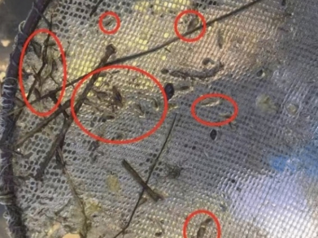 魚虹彩病毒中藥 廣州市栢盛新材料科技供應(yīng)