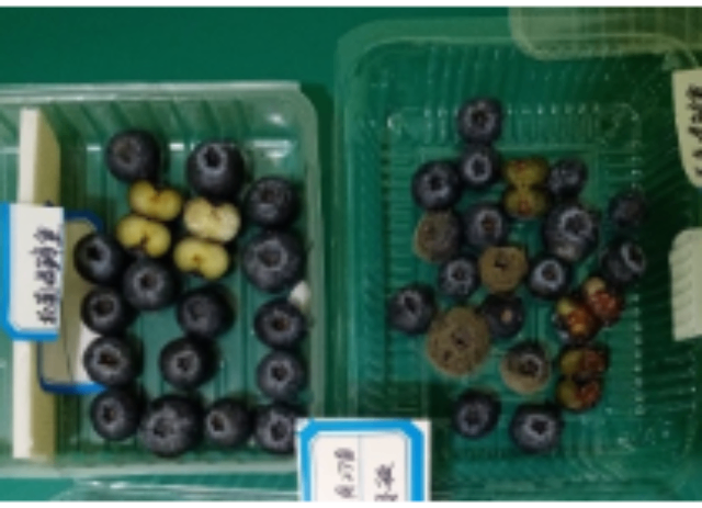苹果保鲜,保鲜