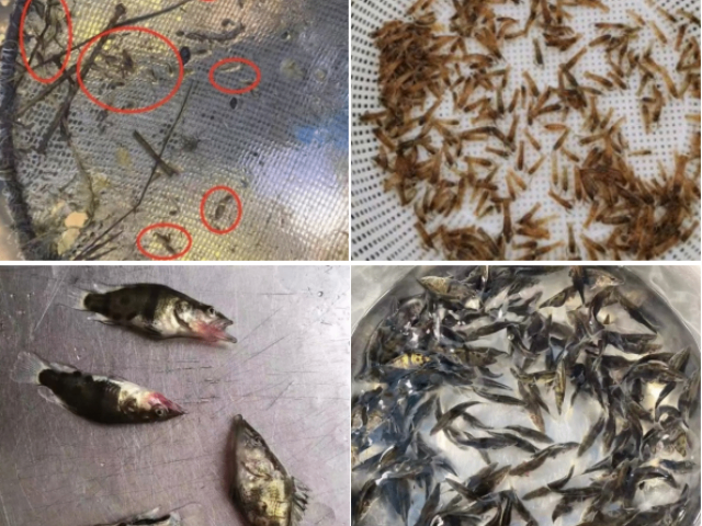 虹彩病毒消毒剂,鱼苗虾苗
