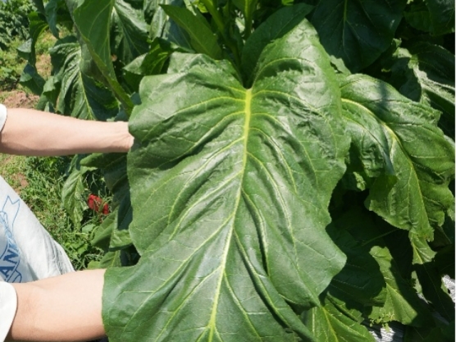 狗尾草花葉病毒 廣州市栢盛新材料科技供應(yīng)
