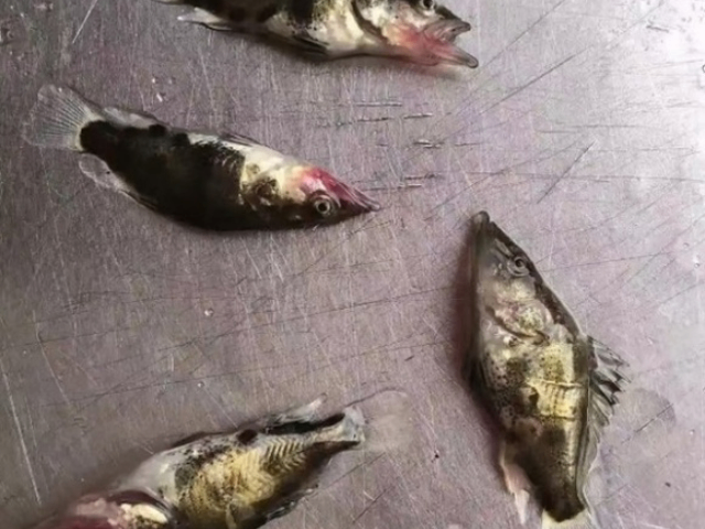 虹彩病毒消毒剂,鱼苗虾苗