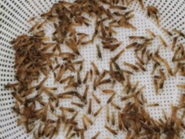 對(duì)蝦虹彩病毒表現(xiàn),魚(yú)苗蝦苗
