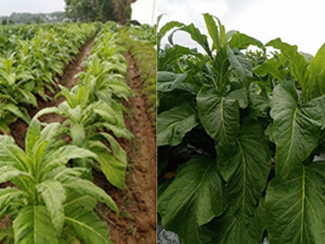 小麦黄花叶病毒典型特征 广州市栢盛新材料科技供应