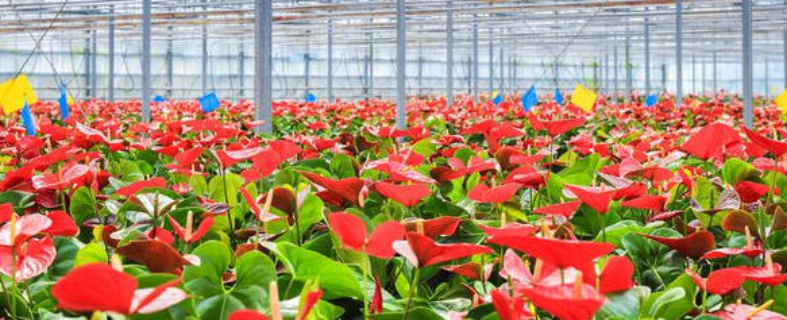 江門本地花卉種植大概費(fèi)用