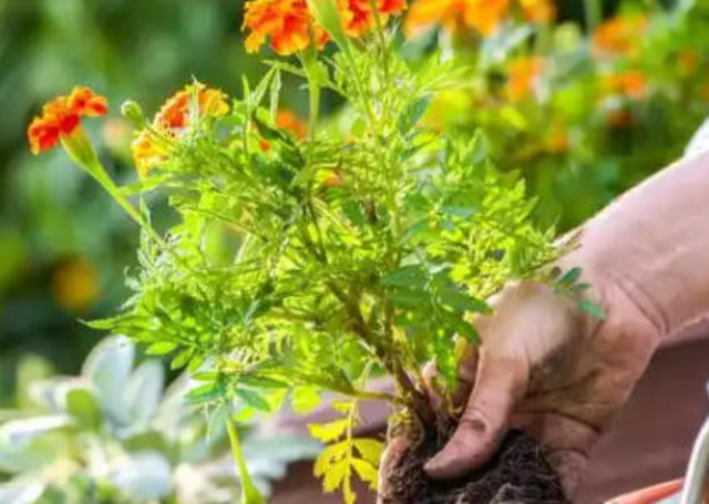 珠海名優(yōu)花卉種植圖片