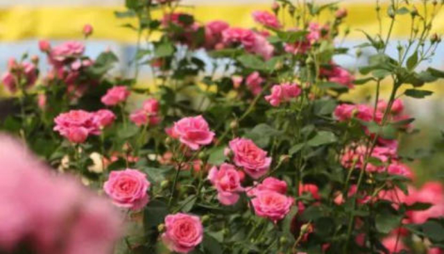 天河區(qū)常規(guī)花卉種植供應(yīng)