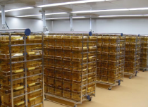 IVC  SPF СеĹؼӦƽ