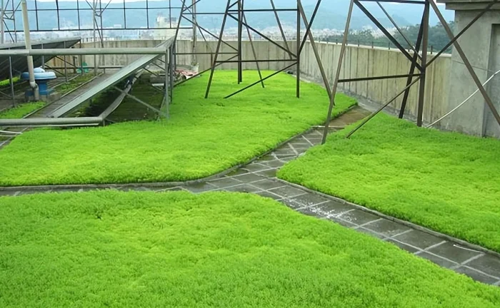 屋頂隔熱3種有效方法，讓室內(nèi)溫度降低好幾度