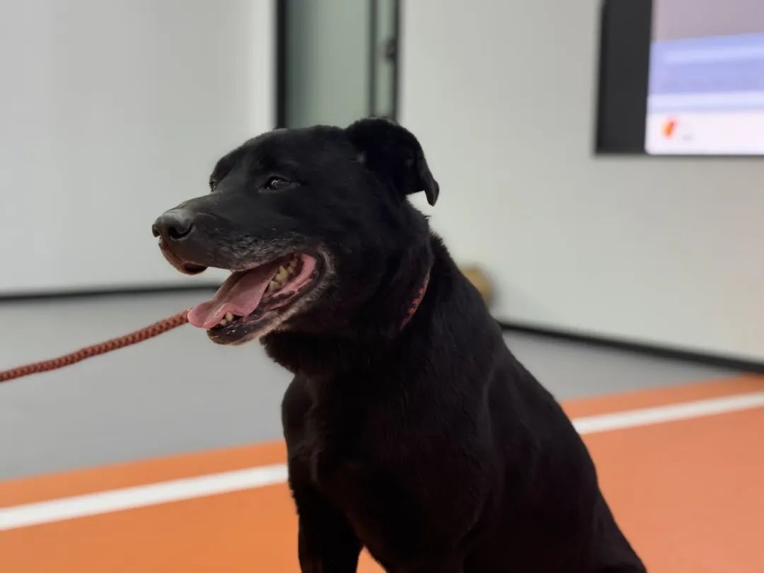 三維運動捕捉技術(shù)在四足動物運動行為分析中的應用與醫(yī)學轉(zhuǎn)化價值 三維運動捕捉技術(shù)在四足動物運動行為分析中的應用與醫(yī)學轉(zhuǎn)化價值