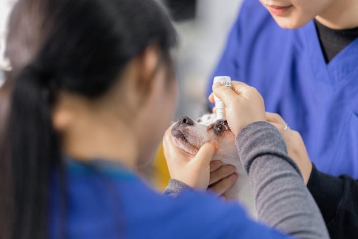 狗狗眼睛混浊就是白内障？科学鉴别与规范诊疗科普