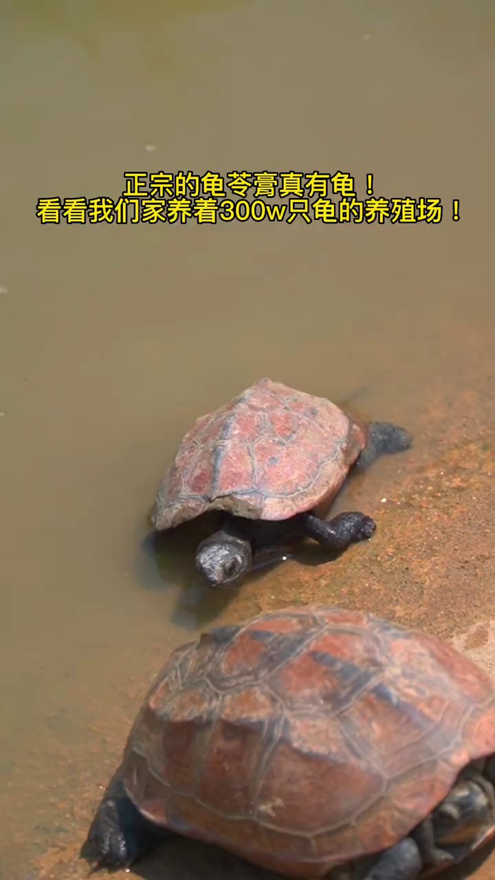 吉林省中医药研究院配方真龟龟苓膏代加工,真龟龟苓膏