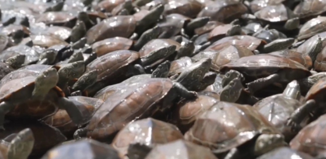 安徽原味古法龟苓膏厂家,龟苓膏