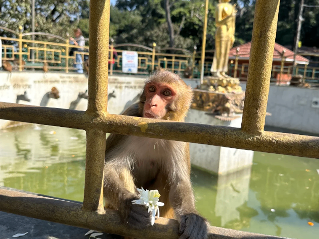 江蘇國內(nèi)游尼泊爾定制游,尼泊爾